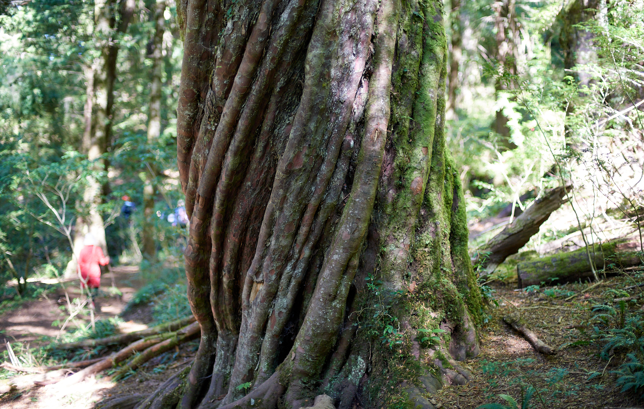 20200317 877 [칠레] 푸콘 우에르케우에 국립공원 트레킹